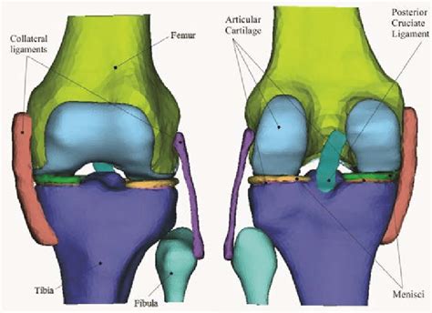 Anatomy Of Knee Joint Posterior View Human Anatomy