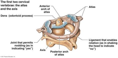 C1 Spine Anatomy Bony Landmark How To Relief Vertebrae Joints