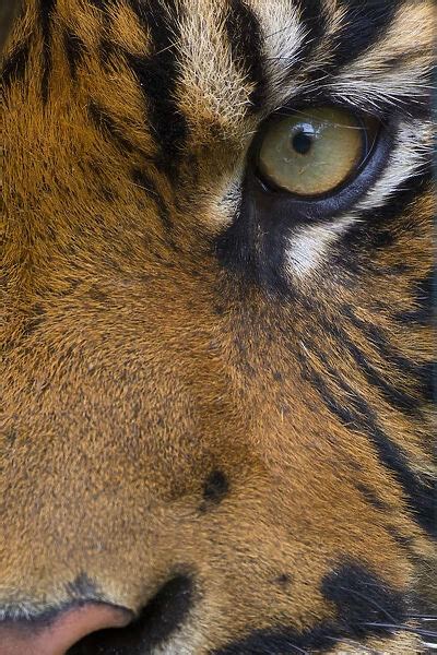 Close Up Of An Eye Of A Sumatran Tiger Photos Prints Framed Puzzles