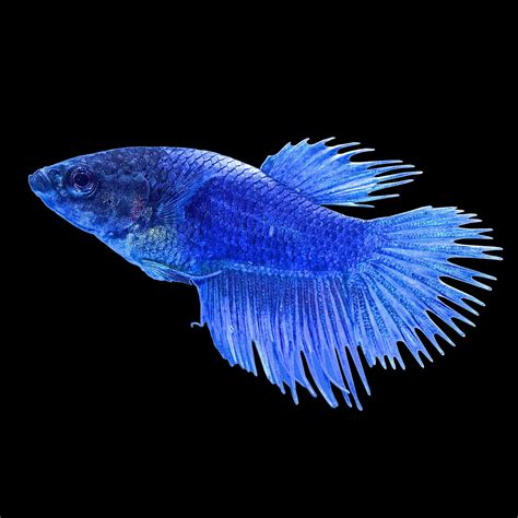 Blue Female Crowntail Betta Fish For Sale Order Online Petco Betta