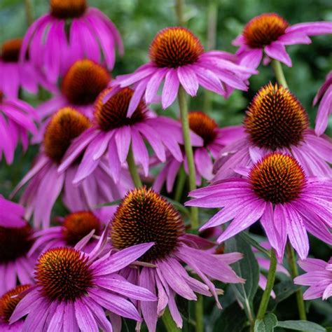 Echinacea Purple Swan