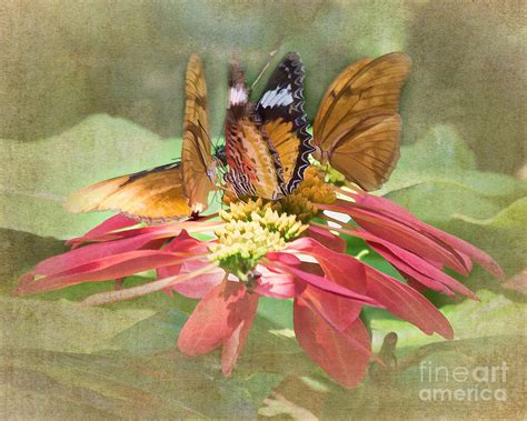 Butterfly Gathering Photograph By Tn Fairey Fine Art America