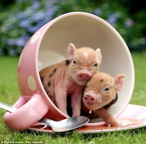 10 Adorable Teacup Piglets Slapped Ham