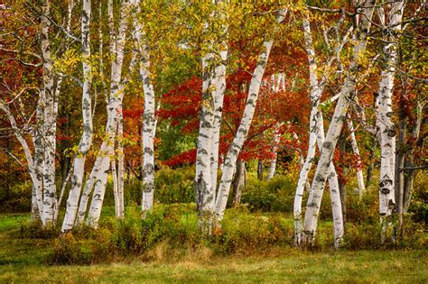 White Birch Photos Of Vermont