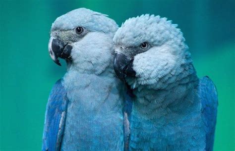 The Spixs Macaw Parrot Facts Parrot Blue Macaw