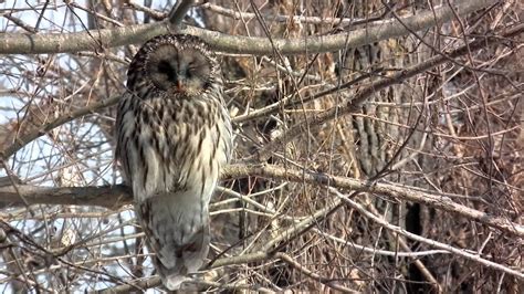 Ural Owl Strix Uralensis Uráli Bagoly Youtube