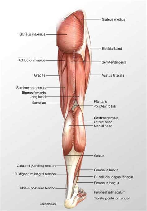 Leg Lateral Muscles 3d Illustration
