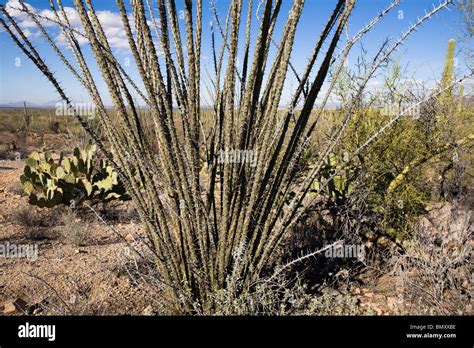 Ocotillo Cactus Fouquieria Splendens At Saguaro National Park