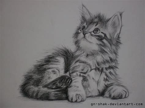 Drawn Kittens Sketched Pencil And In Color Drawn Kittens