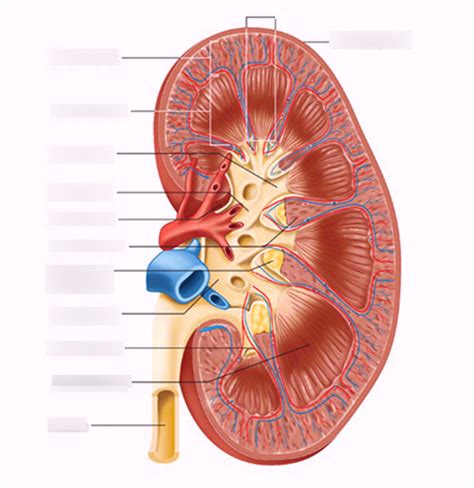 Longitudinal Section Of The Kidney And Surrounding Structures Diagram