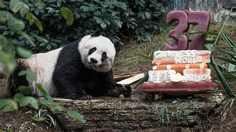 Xin Xing Worlds Oldest Giant Panda Celebrates 37th Birthday Al Bawaba