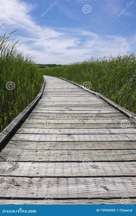 Boardwalk In A Marsh 2 Stock Photo Image Of Park Vertical 73956450