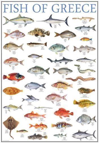 Poster Fish Of Greece Greek Nature Mediterraneo Editions