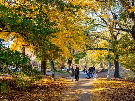 People In Park With Fall Trees And Leaves Free Stock Photo Foca Stock
