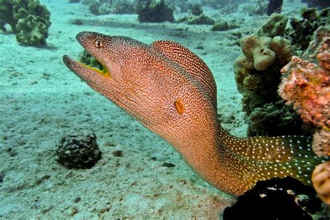 Yellowmouth Moray Eel Red Sea Egypt — Stock Photo © Sophietraen 13256304