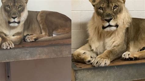Lioness Grows Small Mane In ‘very Curious Case At Oklahoma Zoo