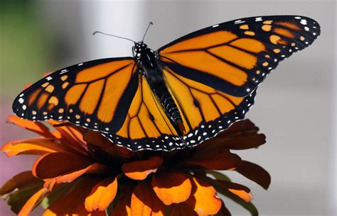 The Fascinating Relationship Between Monarch Butterflies And Milkweed