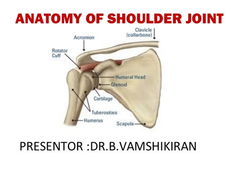 This is an updated version of the 2007 article. Anatomy of shoulder joint - vamshi kiran