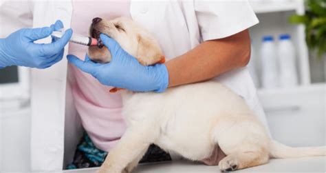A common question with deworming puppies is what to expect after deworming a dog? Blood In Cat Stool After Deworming