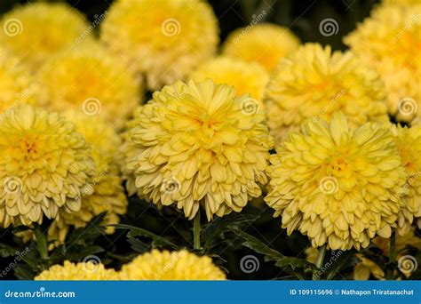 Chrysanthemum Rossano Orange Flower Stock Photo Image Of Botany Mums