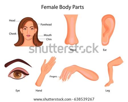 Find images of human body. Medical Education Chart Biology Female Body Stock Vector ...