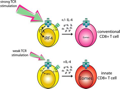 TCR Signaling Via Tec Kinase ITK And Interferon Regulatory Factor 4
