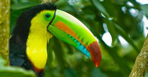 These animals live in the forests of southeast asia, central america, and south america. Rainforest Toucan