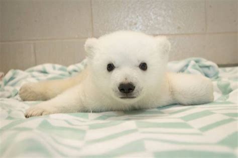 Baby Polar Bear Born At Columbus Zoo Gets A Name Selected By A Public Vote