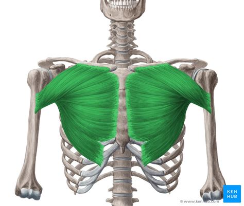 Peitoral Maior Origem Inserção Função E Inervação Kenhub