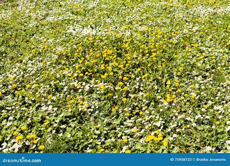 Meadow With Wild Flowers Stock Image Image Of Wild Blossom 75958723
