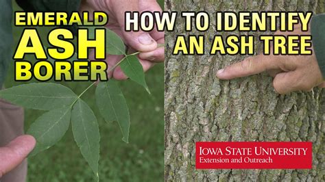 How To Identify An Ash Tree Ash Tree Ash Tree Borers