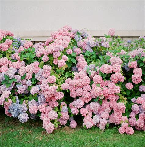 Cotton Candy Hydrangeas The Sweetest Blooms In The Garden Black Eyed Boy