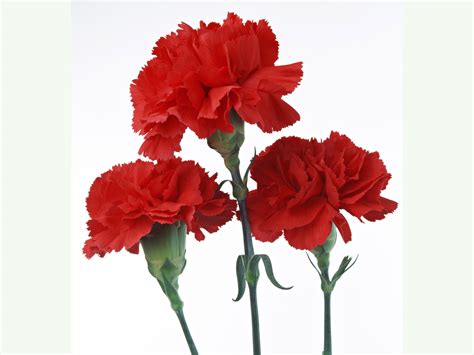 Beautiful Red Carnation Colors Photo 34691892 Fanpop