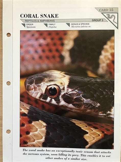 Wildlife Fact File Reptiles And Amphibians Wild Animals School Nature