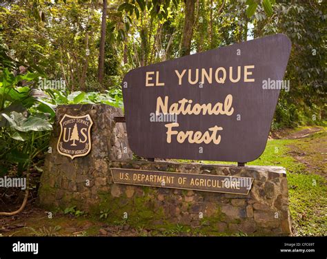 Forêt Nationale De El Yunque Puerto Rico Forêt Nationale De El