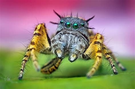Jumping Spiders Sing And Dance Outside My Window