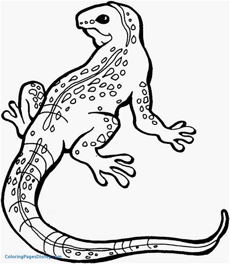 Lizard Coloring Pages For Kids At Free Printable