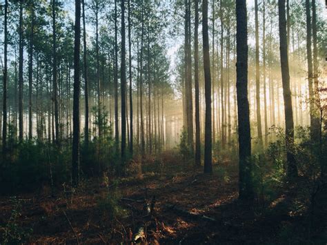 10 Reasons Why Forests Matter Treated Poles