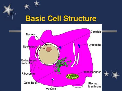 Ppt Cbse Class Science Structure Of A Cell Powerpoint Presentation