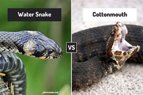 How To Tell A Water Snake From A Cottonmouth