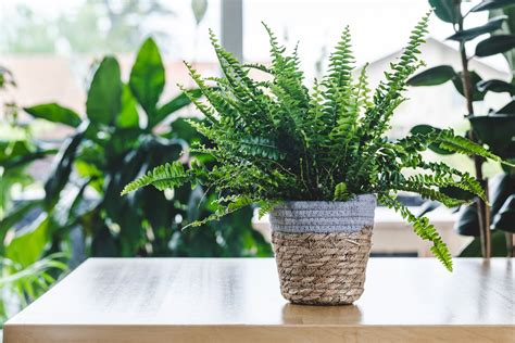 The 8 Worst Houseplants For People With Allergies Bob Vila