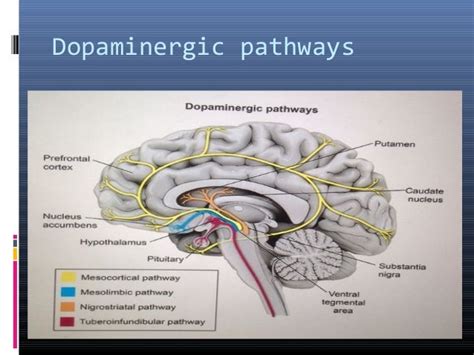Dopamine Receptors In The Brain