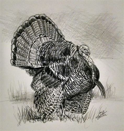 Wild Turkey Illustration In Pencil Wildlife Art Lion Sculpture Art