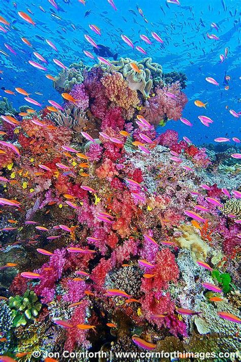 Beautiful Coral With Beautiful Colorful Fish Amazing Picture And So