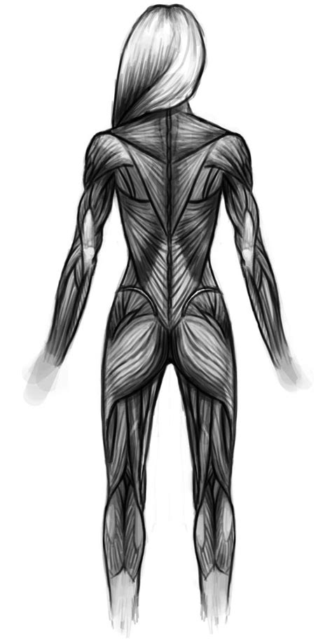 Muscle Drawing Back Side Human Anatomy Drawing Human Figure Drawing Human Anatomy Art