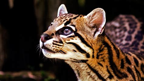 21 Ocelot Hd Wallpapers Background Images Wallpaper Abyss