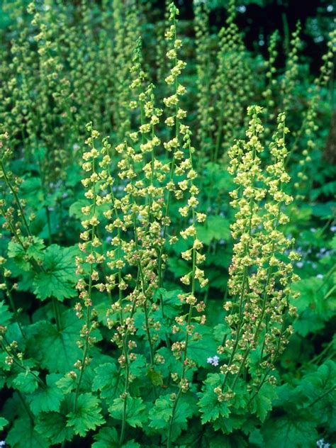Plant Solutions For Dry Shade Fringe Cups Tellima Grandiflora