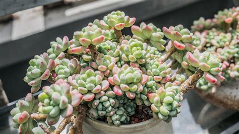 Green And Pink Succulent Plant Photo Free Plant Image On Unsplash