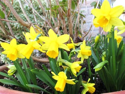 Happy Easter Daffodils By Toveanita On