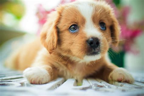 5 Tips On How To Take Puppy Photos